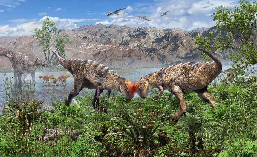 Ricostruzione di un dinosauro pachicefalosauro con cranio a cupola nel cretaceo