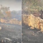 Incendi in spagna, tre asinelli sopravvivono tra le ceneri %incendi in spagna, tre asinelli sopravvivono tra le cenericount(title)% Incendi in spagna, tre asinelli sopravvivono tra le ceneri