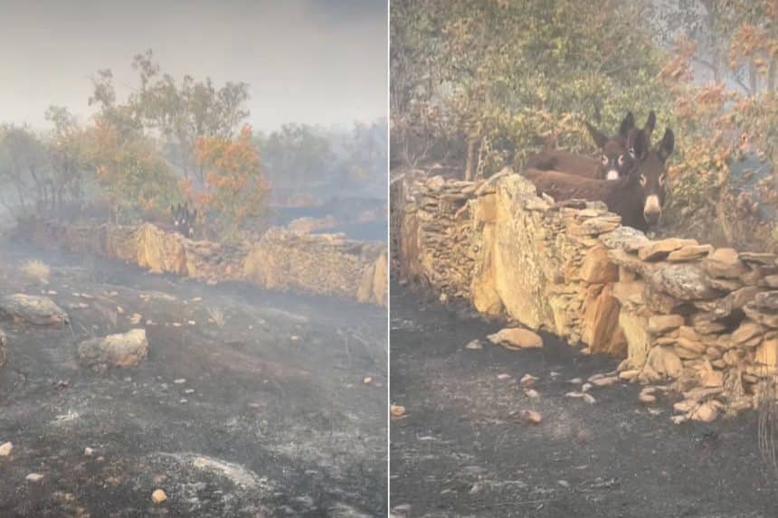 Tre asinelli sopravvissuti a un incendio nella zona di palazuelo de sayago, nella provincia spagnola di zamora