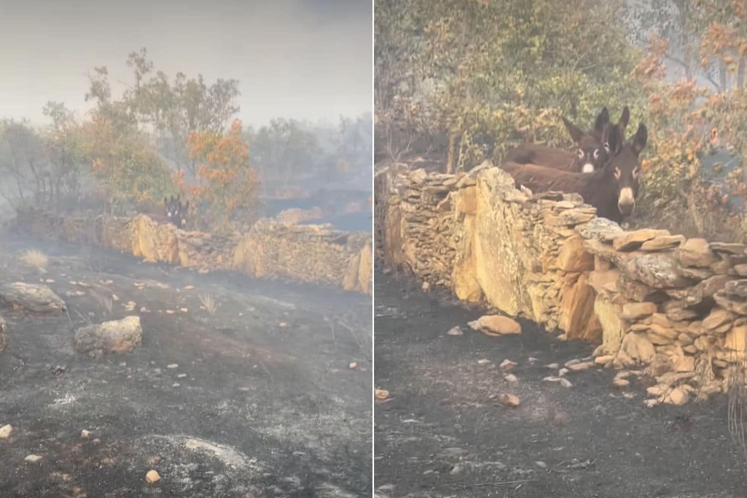 Tre asinelli sopravvissuti a un incendio nella zona di palazuelo de sayago, nella provincia spagnola di zamora