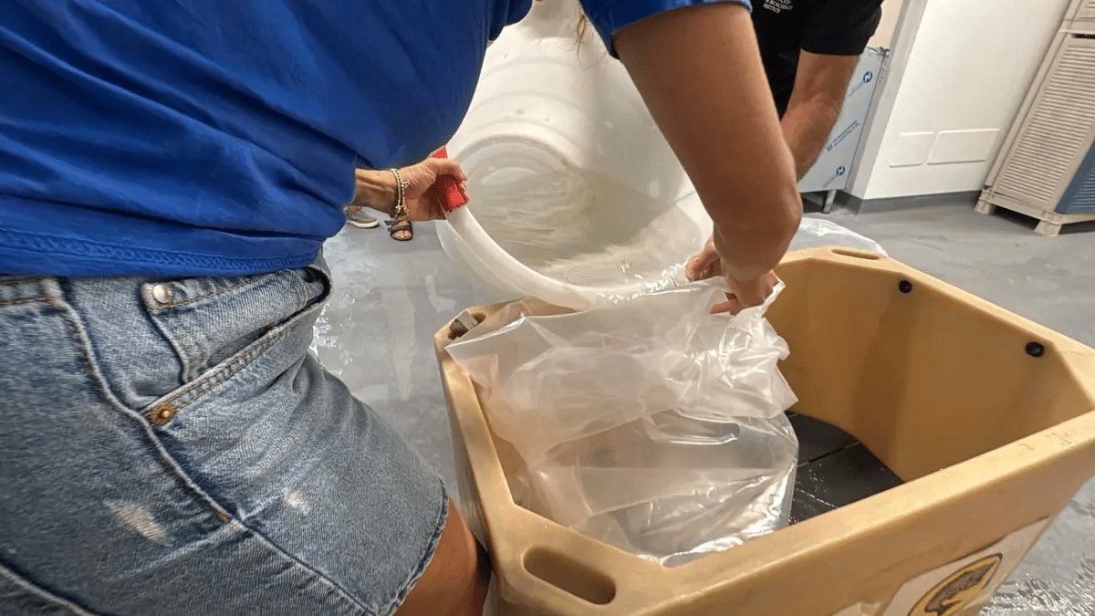 Polpi contro il granchio blu a cesenatico: può funzionare il controllo biologico in mare?