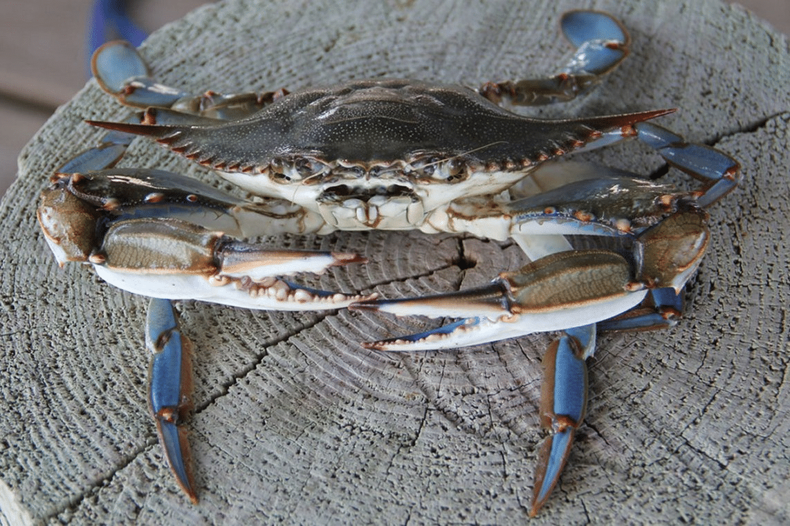 Polpi contro il granchio blu a cesenatico: può funzionare il controllo biologico in mare?