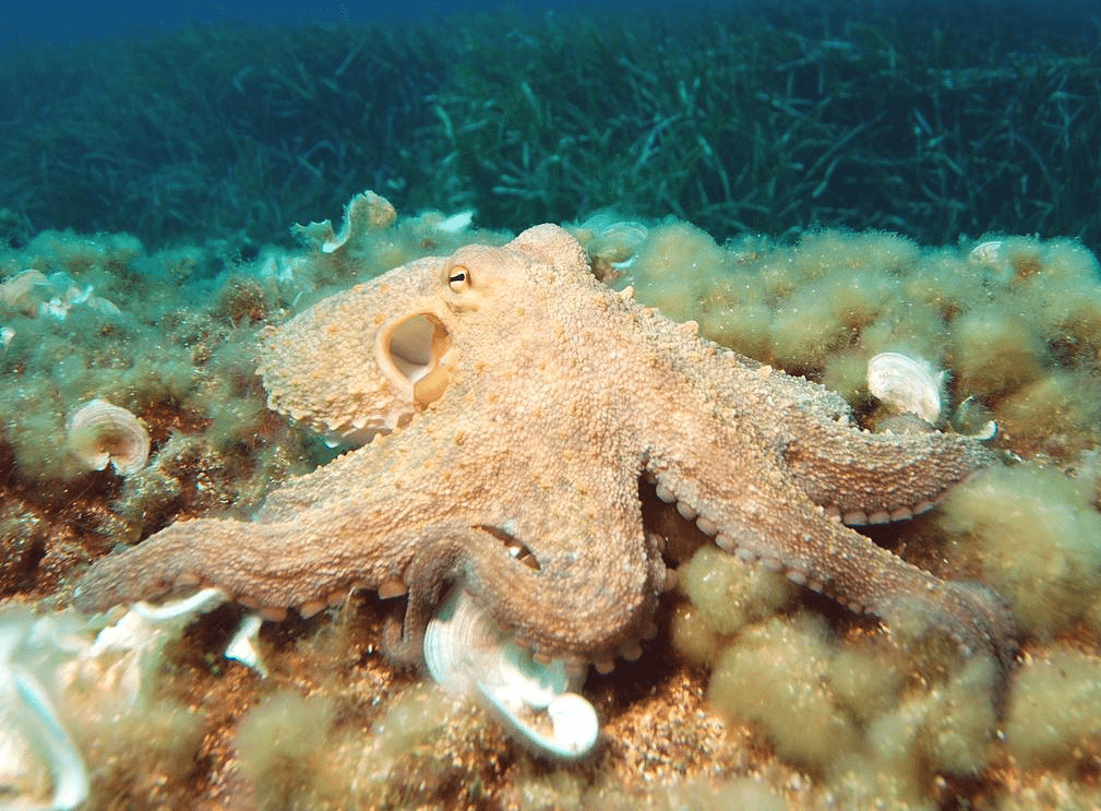 Polpi contro il granchio blu a cesenatico: può funzionare il controllo biologico in mare?