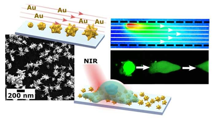 Nano-antenne d’oro fanno “brillare” le cellule vive: così possiamo vedere i segnali del cervello