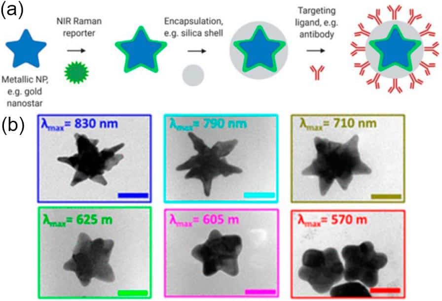 Nano-antenne d’oro fanno “brillare” le cellule vive: così possiamo vedere i segnali del cervello