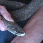 Tim friede, l’uomo morso 200 volte dai serpenti: il suo sangue può portarci a un antiveleno universale? %tim friede, l’uomo morso 200 volte dai serpenti: il suo sangue può portarci a un antiveleno universale? Count(title)% Tim friede, l’uomo morso 200 volte dai serpenti: il suo sangue può portarci a un antiveleno universale?