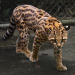 Leopardus tilcayo: il nuovo gatto scoperto in bolivia dopo 100 anni
