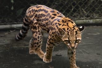 Leopardus tilcayo, nuova specie di gatto selvatico scoperta in bolivia
