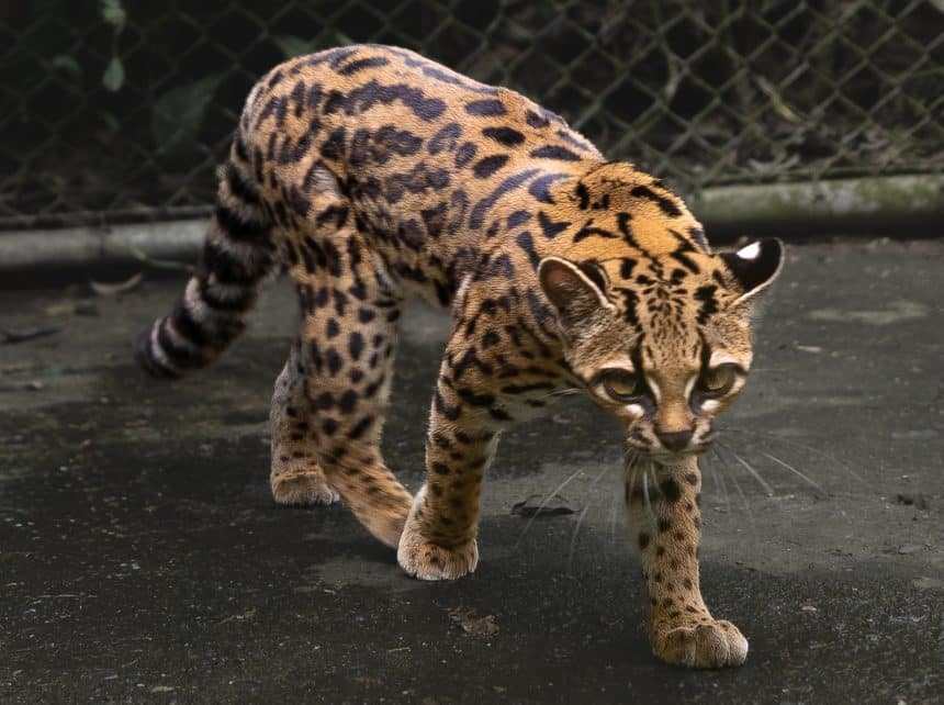 Leopardus tilcayo, nuova specie di gatto selvatico scoperta in bolivia
