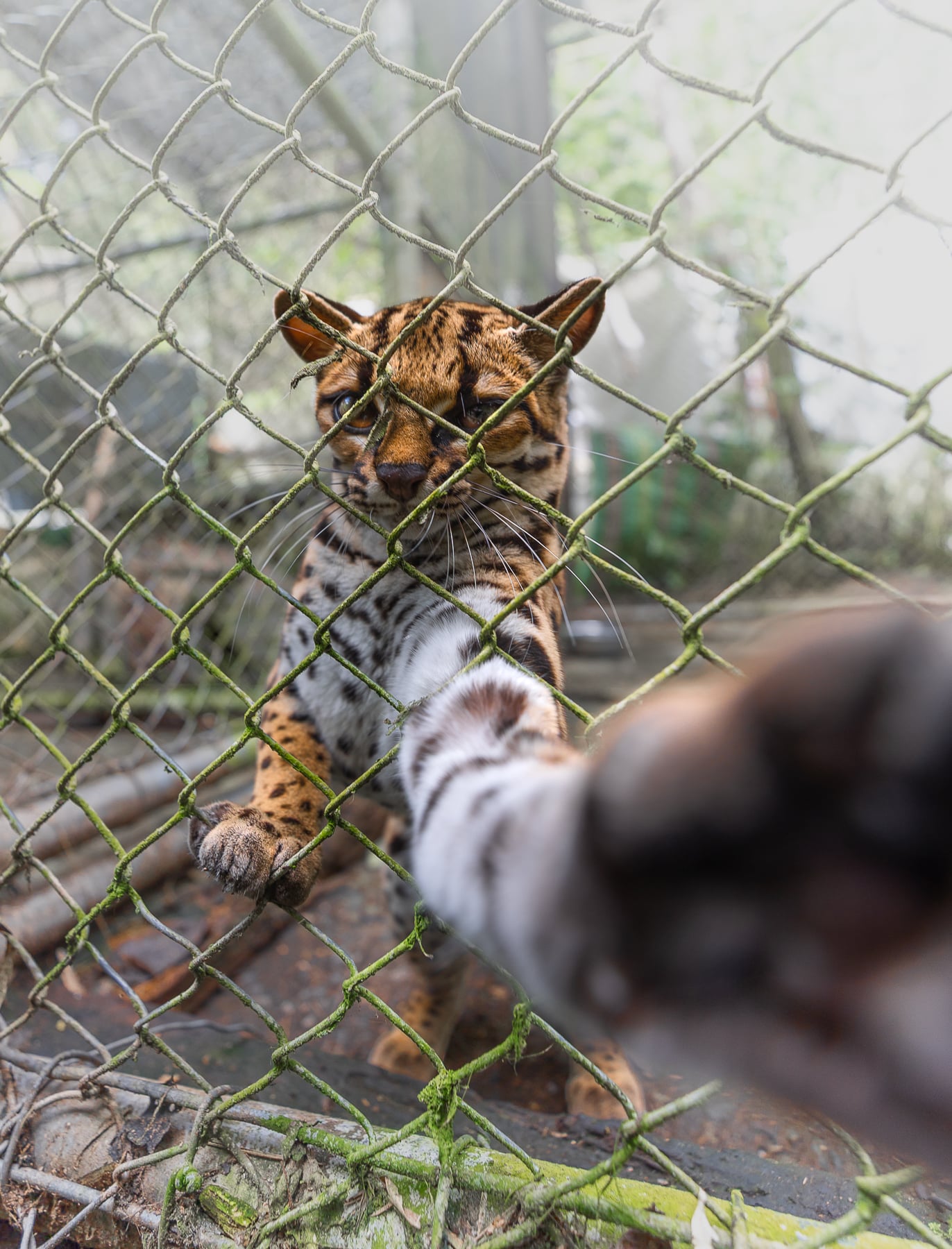 Leopardus tilcayo: il nuovo gatto scoperto in bolivia dopo 100 anni %leopardus tilcayo: il nuovo gatto scoperto in bolivia dopo 100 annicount(title)% Leopardus tilcayo osservato a la senda verde in bolivia