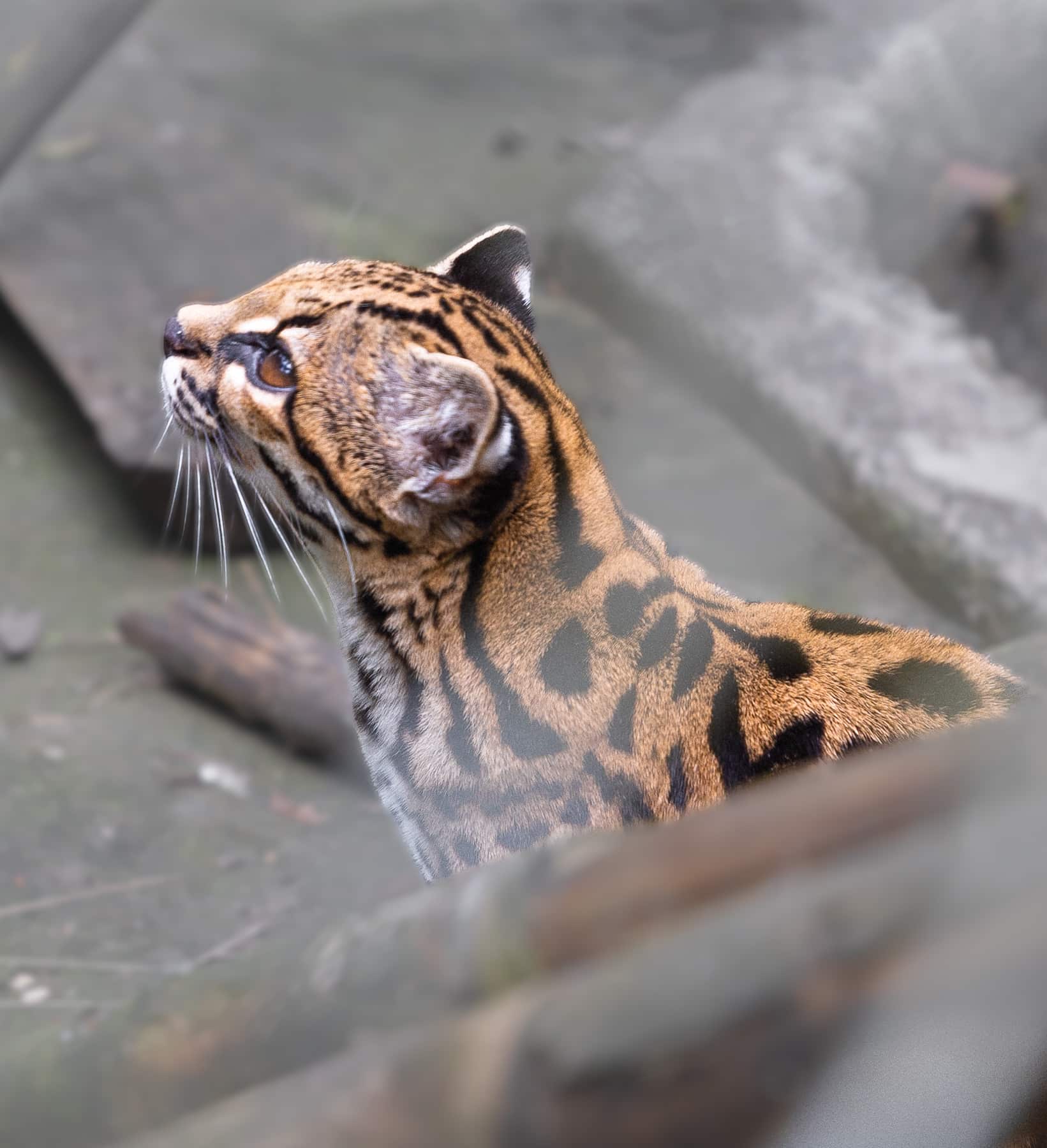 Leopardus tilcayo: il nuovo gatto scoperto in bolivia dopo 100 anni %leopardus tilcayo: il nuovo gatto scoperto in bolivia dopo 100 annicount(title)% Profilo del leopardus tilcayo scoperto nelle foreste yungas della bolivia