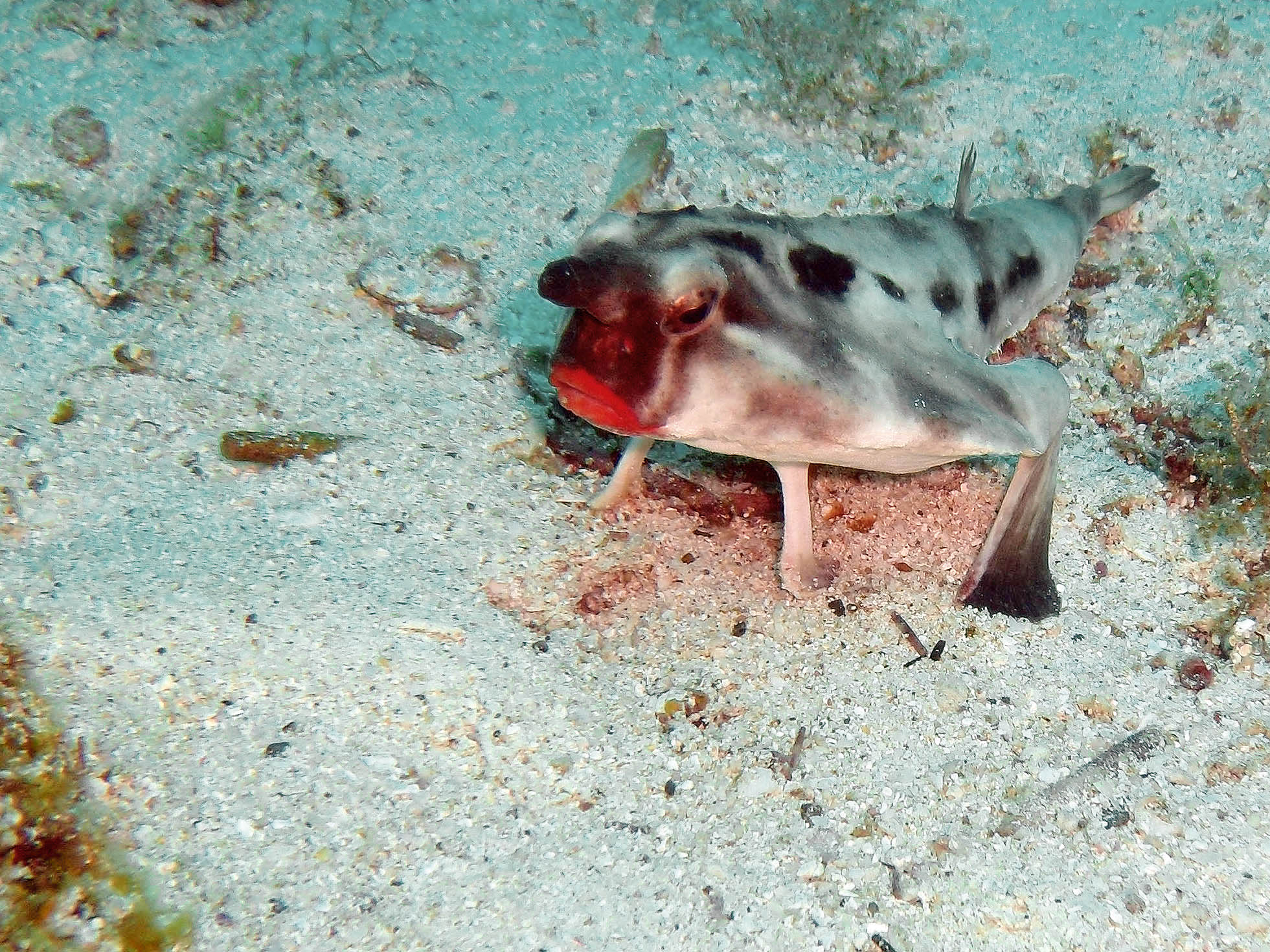 Ogcocephalus darwini sul fondale marino delle galapagos