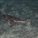 Il pesce che cammina sul fondo del mare: come fa il pesce pipistrello