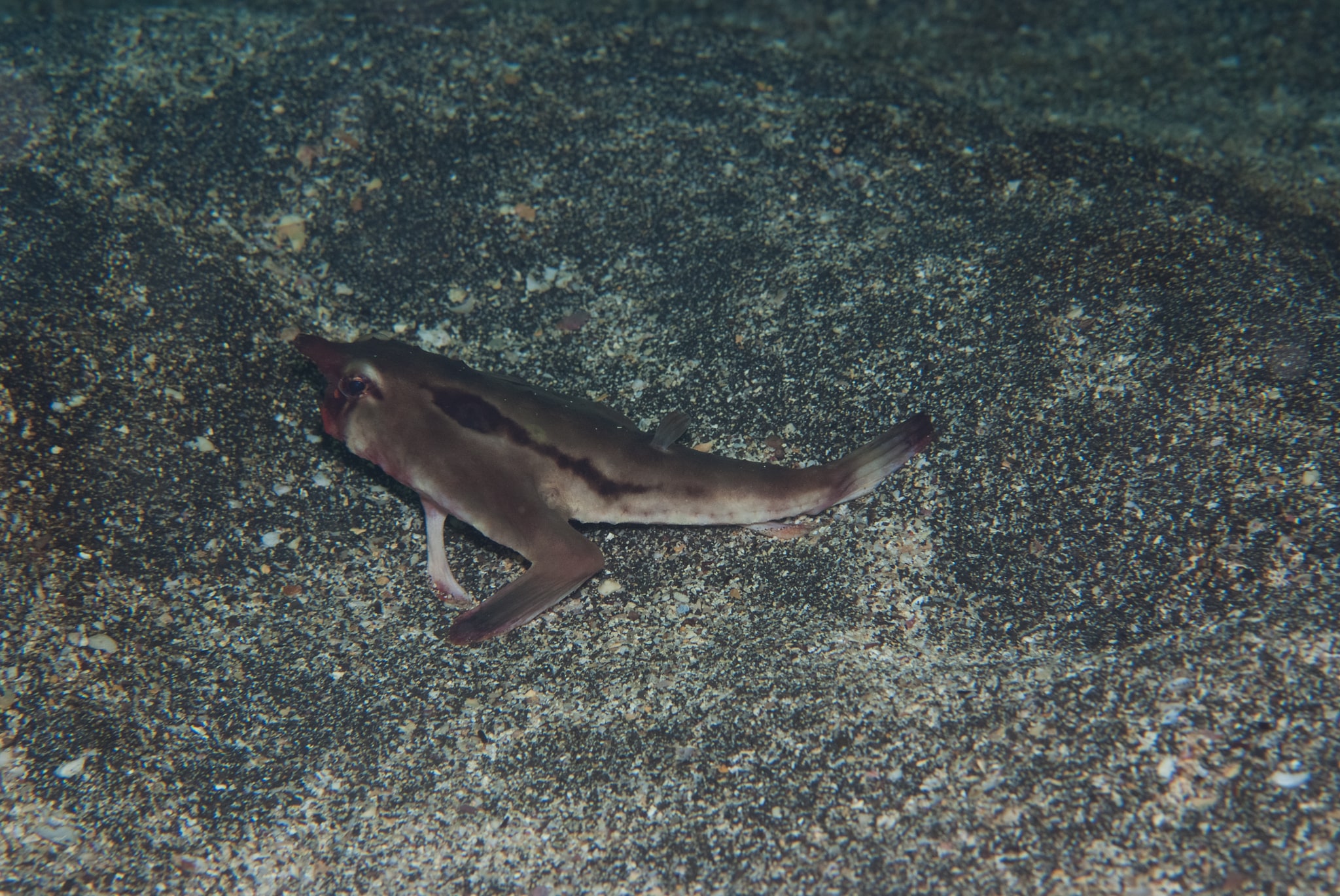 Pesce pipistrello dalle labbra rosse ogcocephalus darwini alle galapagos