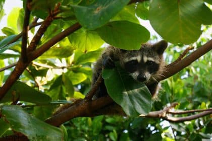 Procione pigmeo di cozumel, procyon pygmaeus
