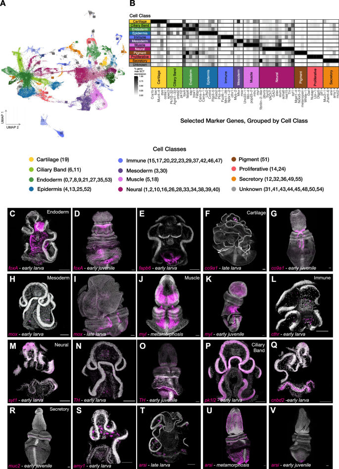 Metamorfosi: le cellule possono cambiare identità? %metamorfosi: le cellule possono cambiare identità? Count(title)% Mappa single-cell dei tipi cellulari di schizocardium californicum