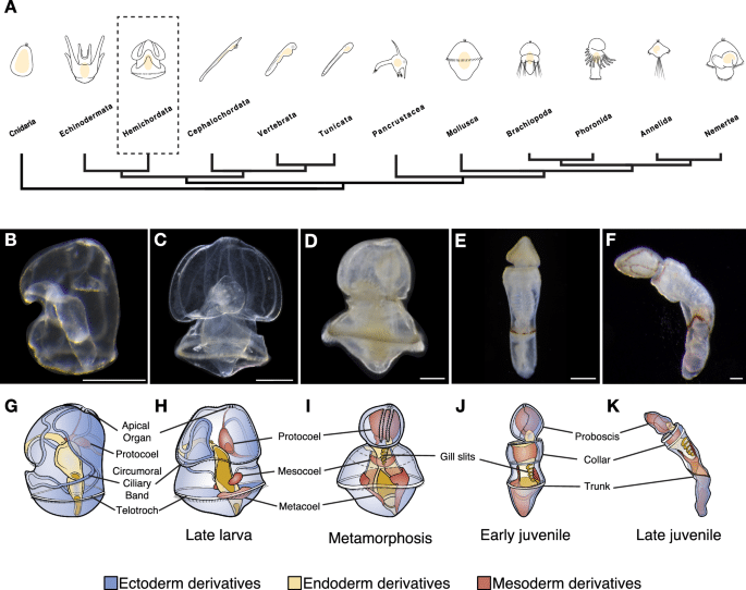 Metamorfosi: le cellule possono cambiare identità? %metamorfosi: le cellule possono cambiare identità? Count(title)% Schizocardium californicum dalla larva al giovane durante la metamorfosi