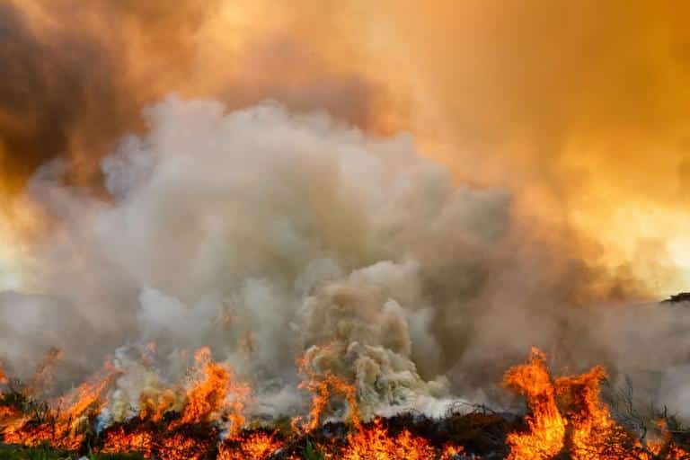 Incendio boschivo e fumo nel rapporto wmo sulla qualità dell'aria 2026