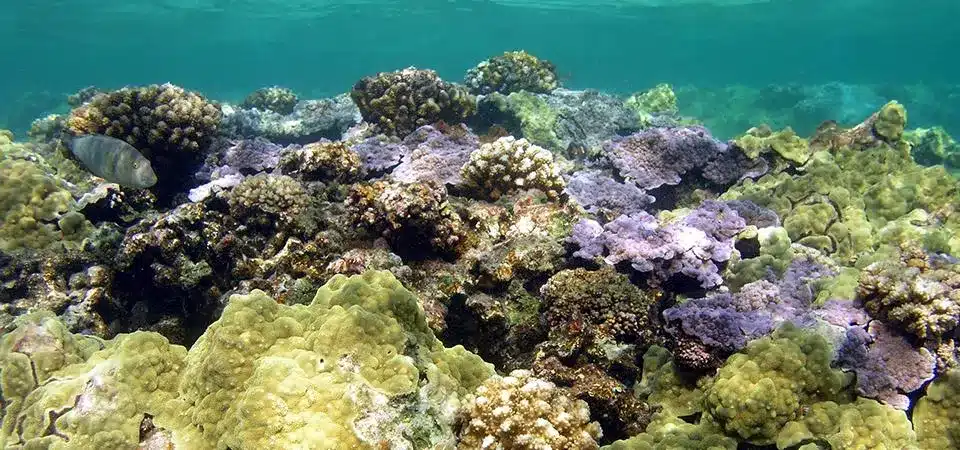 Barriera corallina nell’atollo di kure alle hawaii