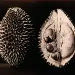 Perché il durian puzza? La scienza dietro il suo odore %perché il durian puzza? La scienza dietro il suo odorecount(title)% Perché il durian puzza? La scienza dietro il suo odore
