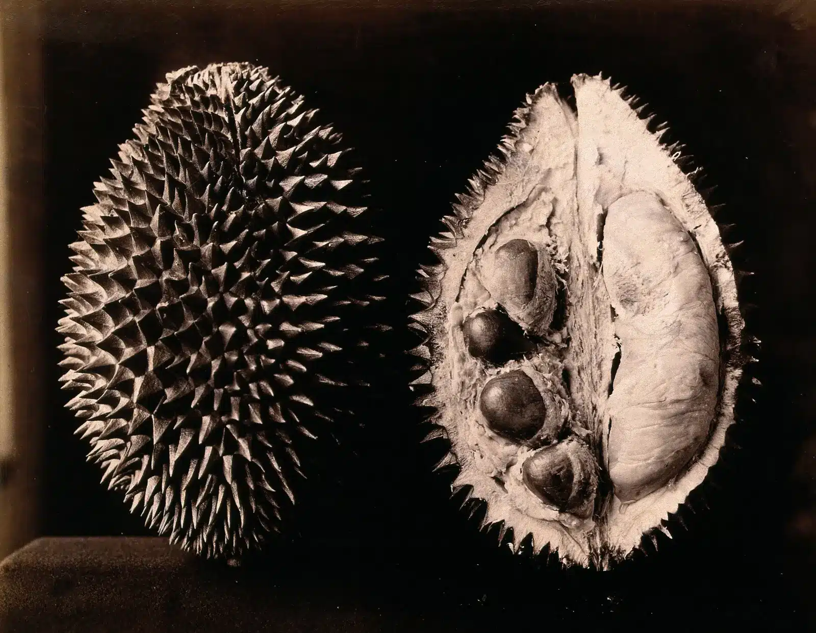 Durian intero e sezionato, fotografia wellcome collection, cc by 4. 0