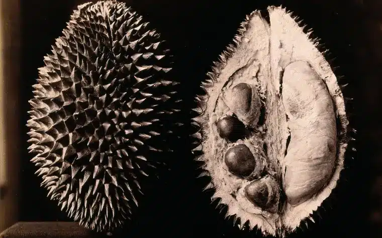 Perché il durian puzza? La scienza dietro il suo odore %perché il durian puzza? La scienza dietro il suo odorecount(title)% Perché il durian puzza? La scienza dietro il suo odore
