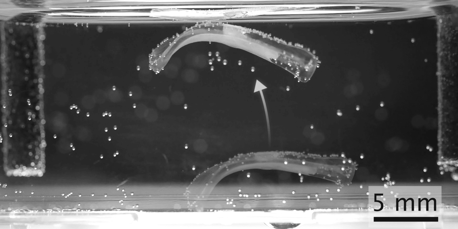 Robot bioibrido dell'eth zurich durante un salto nel recipiente di laboratorio