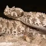 Vipera con la coda a ragno: la tac svela come funziona l'esca %vipera con la coda a ragno: la tac svela come funziona l'escacount(title)% Vipera con la coda a ragno: la tac svela come funziona l'esca
