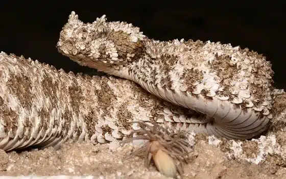 Vipera con la coda a ragno: la tac svela come funziona l'esca %vipera con la coda a ragno: la tac svela come funziona l'escacount(title)% Vipera con la coda a ragno: la tac svela come funziona l’esca