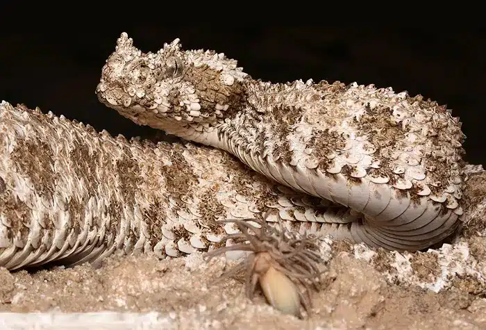 Vipera iraniana pseudocerastes urarachnoides con la caratteristica coda che imita un ragno