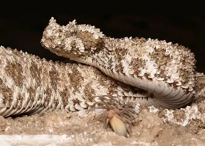 Vipera iraniana pseudocerastes urarachnoides con la caratteristica coda che imita un ragno