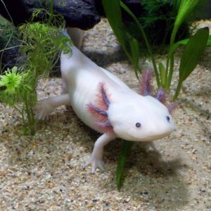 Axolotl e rigenerazione ossea