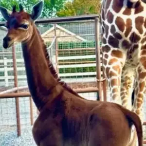 Giraffa senza macchie
